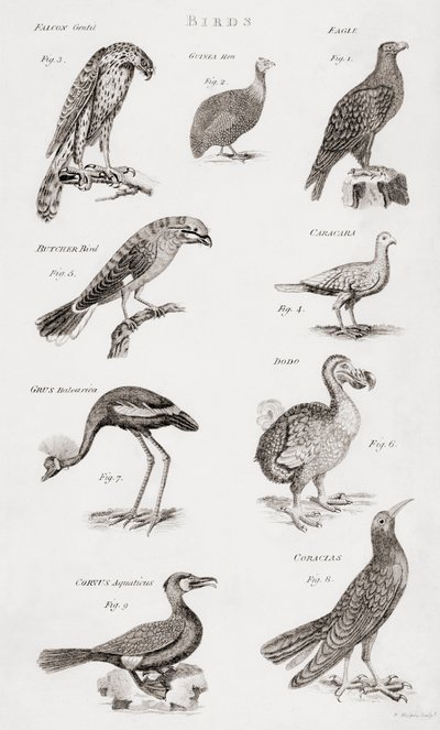 Verschillende soorten vogels door Unbekannt Unbekannt